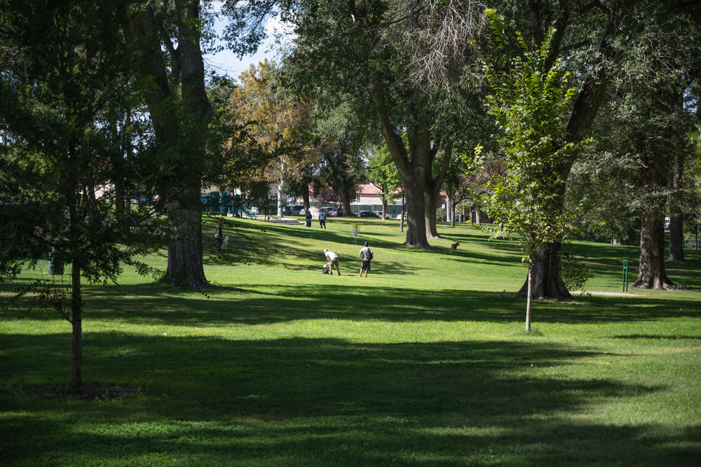 Grassy city park dotted with large trees